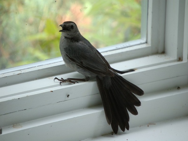 Chim bay vào nhà - Những điềm báo liên quan đến chim bay vào nhà