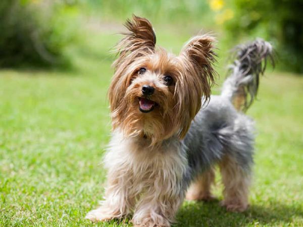 Giải mã giấc mơ thấy chó đã mất trở về theo góc nhìn tâm lý học