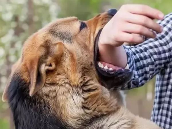 Giải mã giấc mơ thấy chó tấn công mình theo góc nhìn tâm lý học