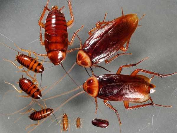 Gián vào nhà là có tiền, đúng hay sai?