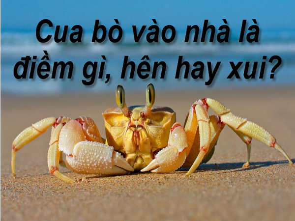 Cua bò vào nhà có điềm báo gì?