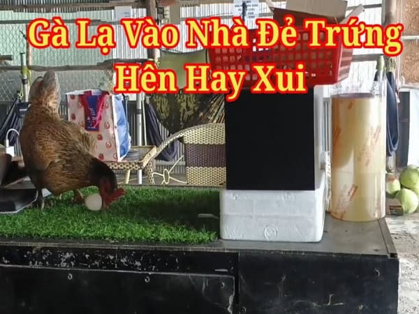 Cần làm gì khi gà vào nhà?