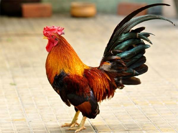 Gà trong văn hóa tâm linh và phong thủy