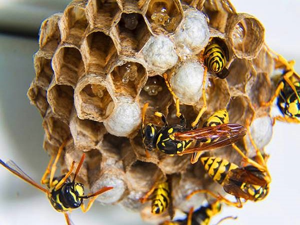 Ong ruồi làm tổ trong nhà là điềm tốt hay xấu?