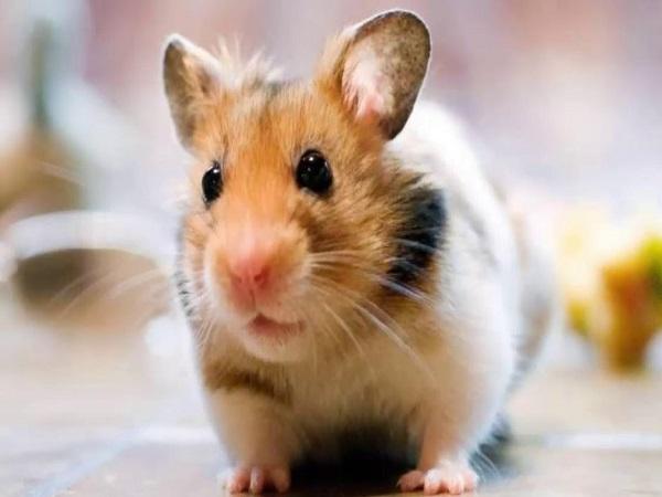 Chuột kêu là điềm báo may mắn hay xui rủi?