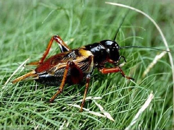 Dế vào nhà kêu – điềm lành hay xui rủi?