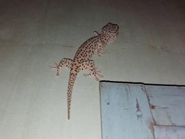 Giải mã hiện tượng tắc kè vào nhà theo từng trường hợp