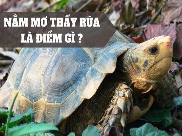 Con số may mắn khi nằm mơ thấy rùa
