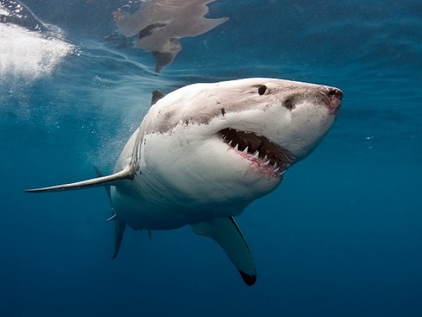 Nằm mơ thấy cá mập đánh con gì?