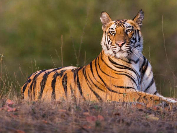 Con hổ số mấy - Nằm mơ thấy con hổ đánh con gì ăn chắc