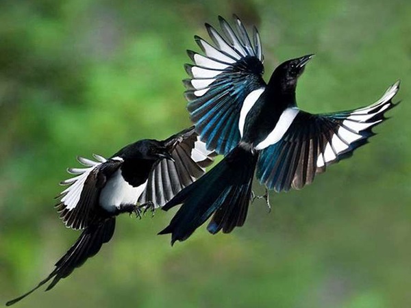Một số loại chim còn có thể hót để truyền đạt thông điệp