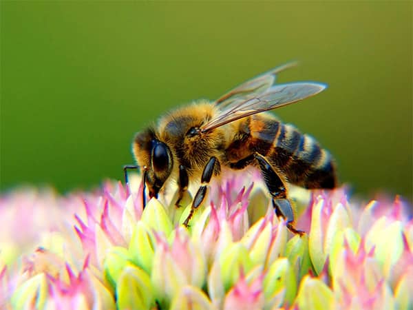 Con ong số mấy? Dự báo điềm lành dữ từ giấc mơ thấy ong