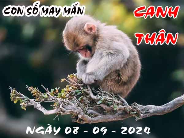 Thông tin con số may mắn tuổi Canh Thân ngày 8/9/2024 chủ nhật hôm nay