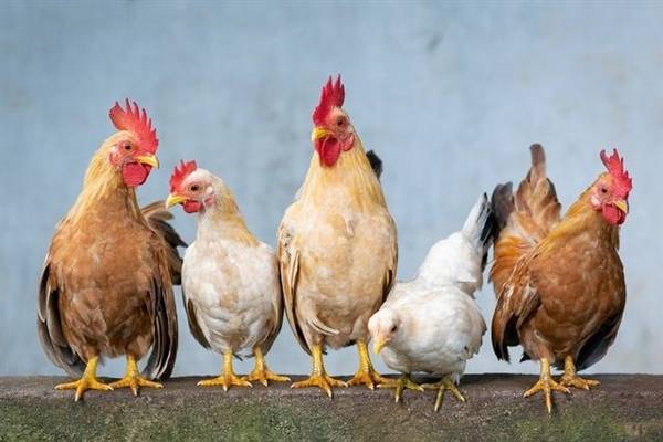 Gà mái gáy vào thời gian canh hai (1h sáng đến 3h sáng)