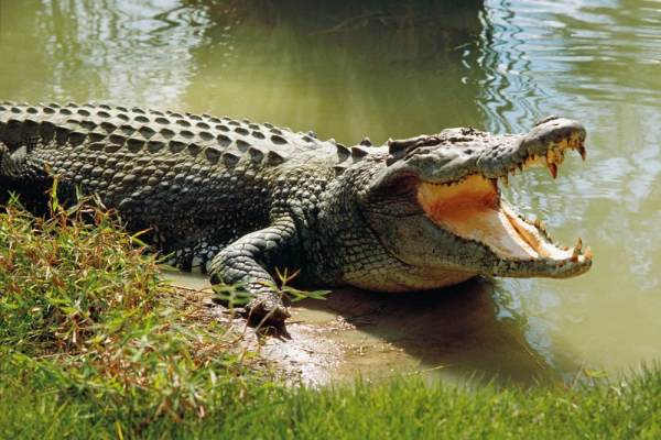 Vô tình bắt gặp cá sấu điềm báo tài lộc hay thử thách?