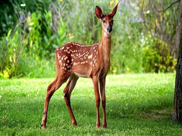 Vào rừng thấy con nai thể hiện ý nghĩa gì thú vị