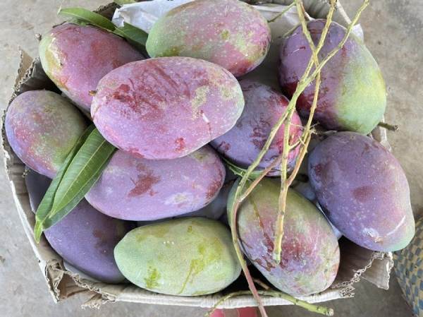 Đi đường thấy quả xoài tím có con số gì may mắn