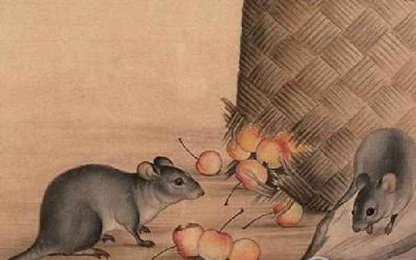Số may mắn tuổi Tý ngày 8/5/2025 hé lộ vận đổi đời!
