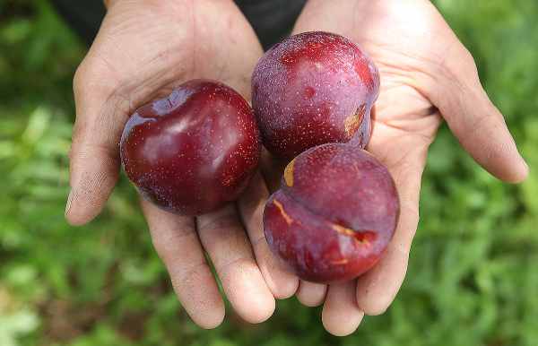 Mơ thấy ai đó tặng bạn quả mận
