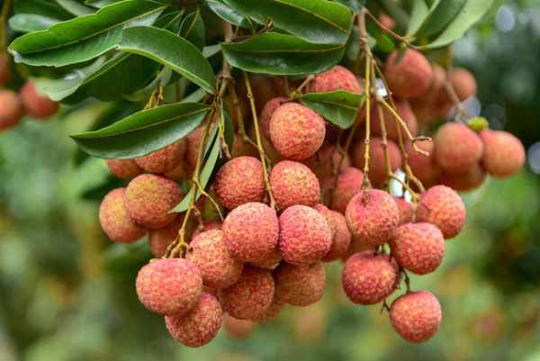 Mơ thấy quả vải rụng đầy sân