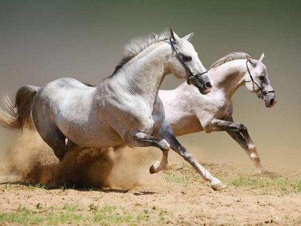 Tử vi tuổi Ngọ ngày 22/7/2025 số phát tài tuổi Ngọ