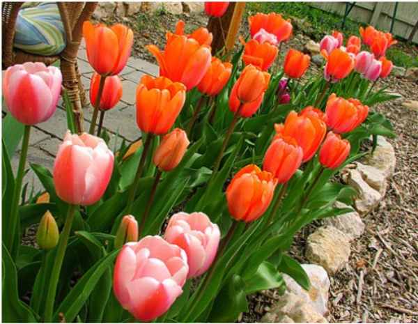 Mơ thấy hoa tulip màu đỏ có mang đến tài lộc lớn?