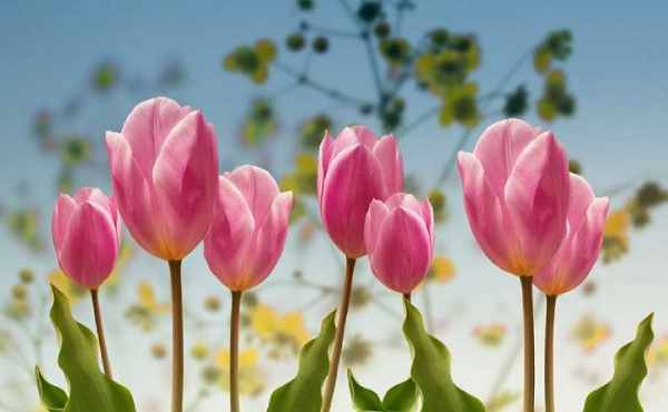 Giải mã giấc mộng thấy ai đó tặng hoa tulip cho mình