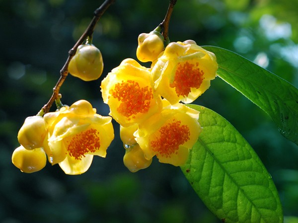 Mơ thấy hoa vàng có điềm báo may mắn hay xui xẻo?
