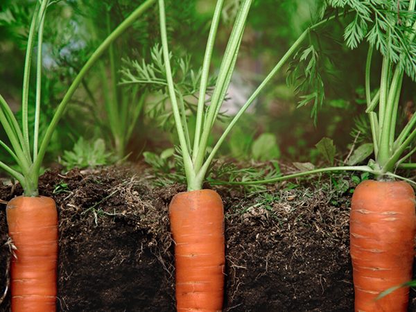 Ngủ mơ thấy củ cà rốt mang đến thông điệp gì?