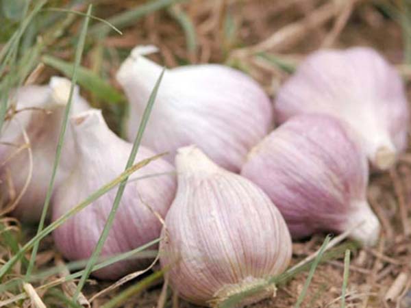 Chiêm bao thấy nhiều củ tỏi chất đầy trong nhà