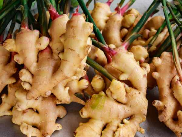 Mộng thấy củ gừng to