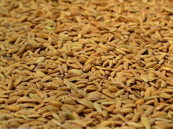 Mơ thấy nhặt được hạt lúa