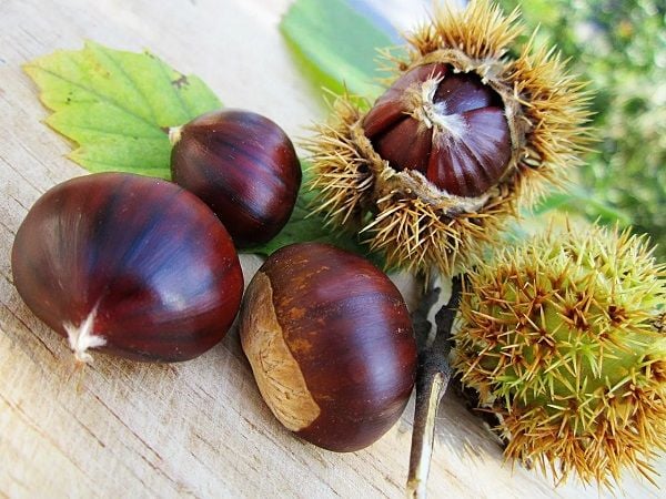 Mộng mơ thấy quả hạt dẻ được người khác tặng