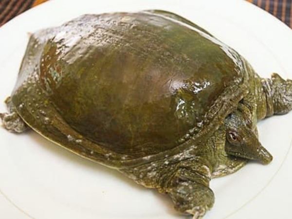 Ngủ mê thấy con ba ba đang bơi trong nước trong xanh