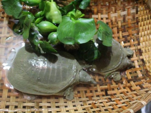 Mơ thấy ba ba bị thương hoặc chết