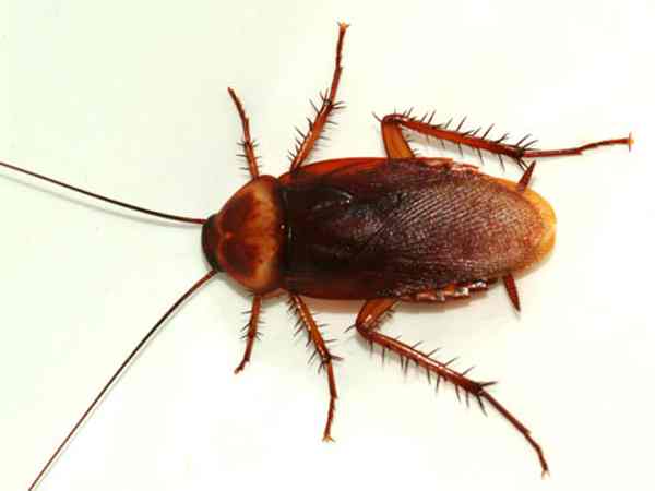 Nằm mơ thấy gián cho thấy tín hiệu gì trong cuộc sống