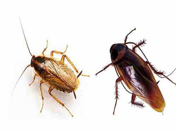 Nằm mơ thấy gián cho thấy tín hiệu gì trong cuộc sống