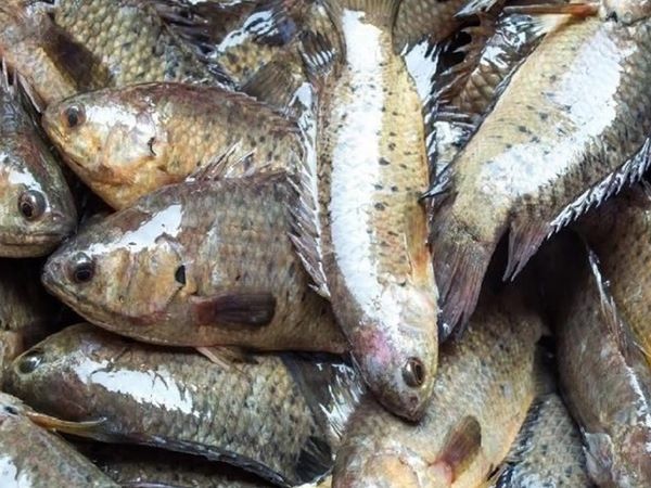 Giải mã điềm báo thú vị khi nằm mơ thấy cá rô đồng