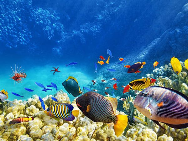 Mơ thấy đàn cá dự báo điềm gì sắp xảy ra?