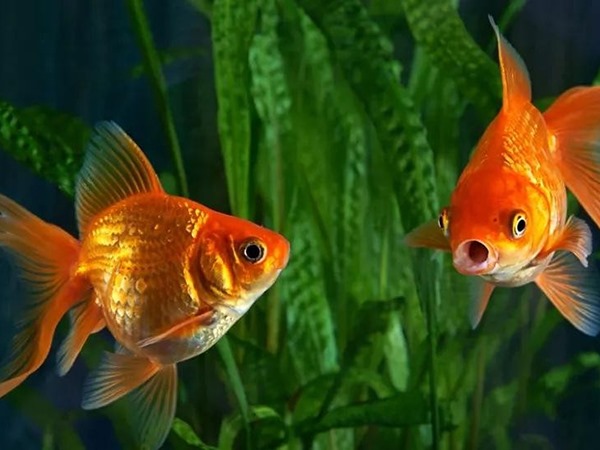 Ngủ mơ thấy cá vàng dự báo điềm gì hên hay xui?