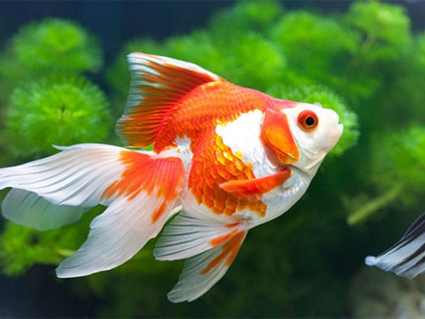 Ngủ mơ thấy cá vàng dự báo điềm gì hên hay xui?