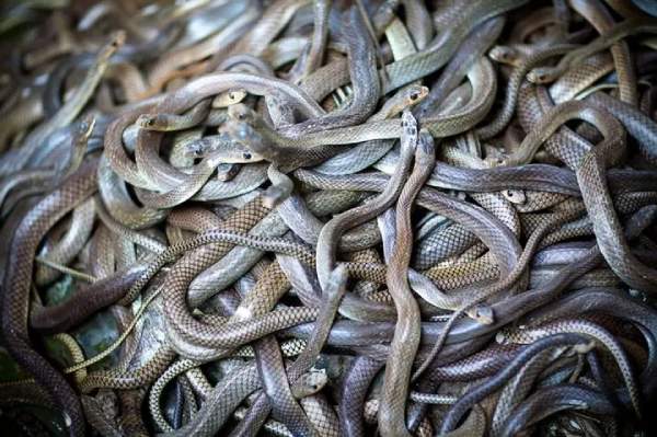 Nằm mơ thấy nhiều rắn là điềm gì? May mắn hay xui xẻo?