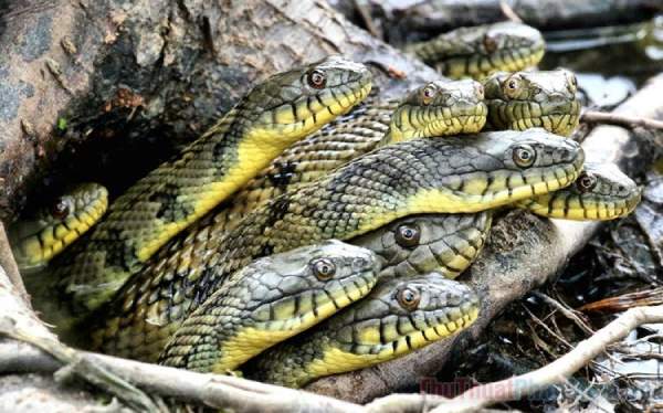 Mơ thấy nhiều rắn bò quanh người