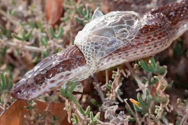 Nằm mơ thấy rắn lột xác là điềm gì, dự báo tài vận thế nào?