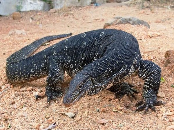 Ý nghĩa chung của giấc mơ thấy kỳ đà