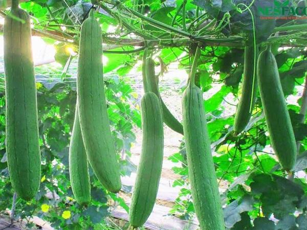 Nằm mơ thấy giàn mướp có ý nghĩa gì?