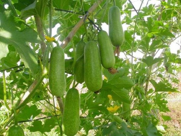 Mơ thấy mình chăm sóc giàn bầu nhiều quả