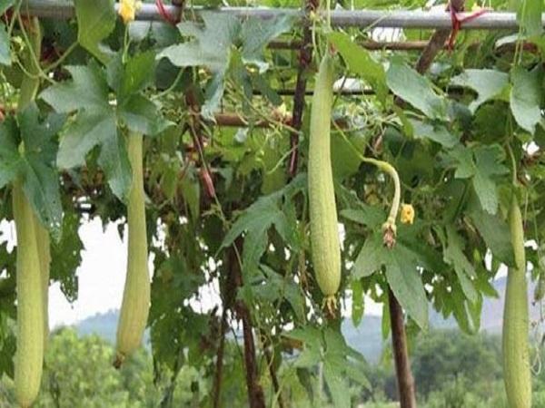 Các giấc mơ thấy giàn mướp khác