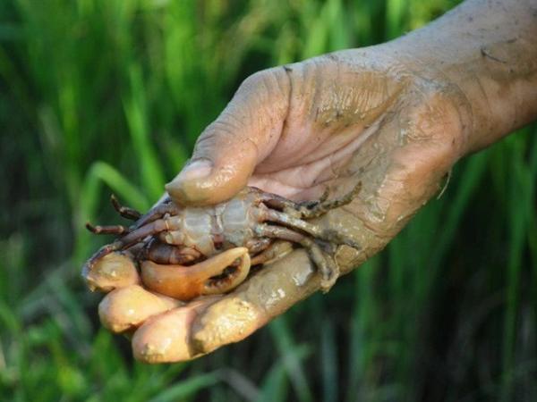 Chiêm bao thấy bắt cua bị kẹp tay
