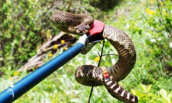 Nằm mơ thấy bắt được rắn là điềm gì, báo trước điều gì?